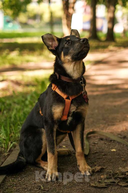 Собаки в Санкт-Петербурге: Весëлый Скаут из приюта в добрые руки Мальчик, Бесплатно - фото 6