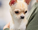 Собаки в Москве: Чихуа кобель короткошерстный  Мальчик, 90 000 руб. - фото 3