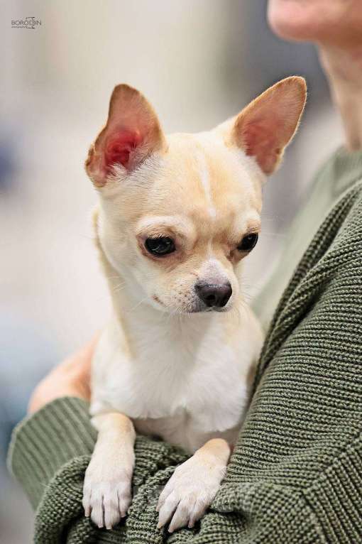 Собаки в Москве: Чихуа кобель короткошерстный  Мальчик, 90 000 руб. - фото 3