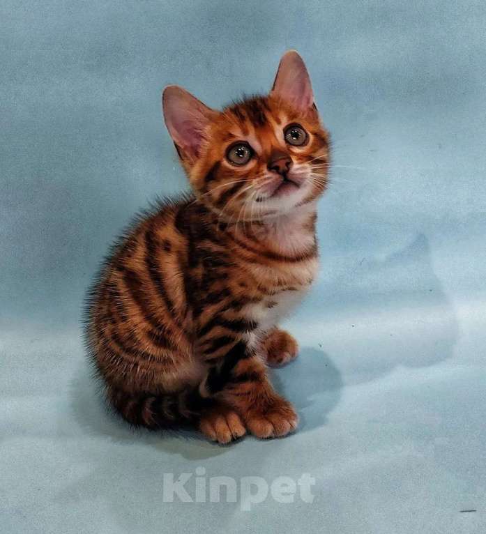 Кошки в Волгограде: Котенок бенгальской породы Мальчик, 40 000 руб. - фото 3