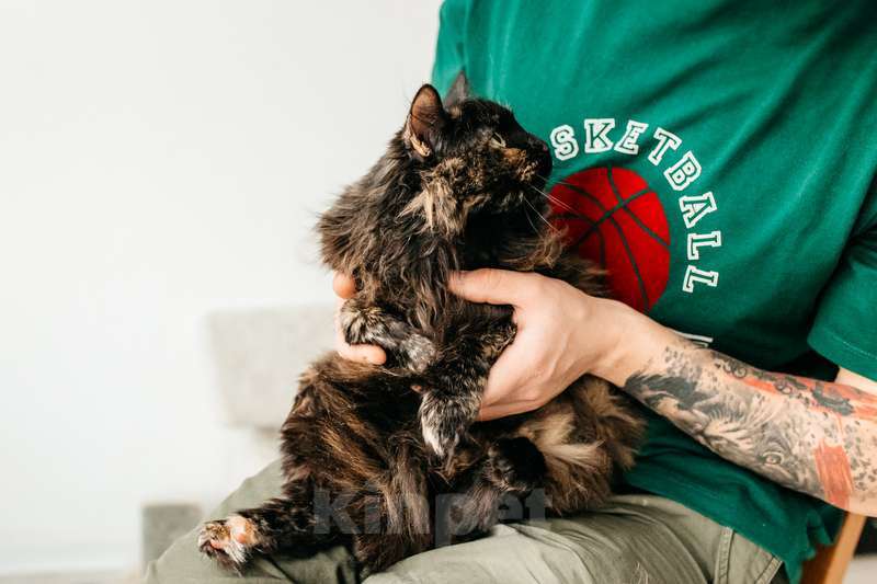 Кошки в Москве: Трехцветная пушистая кошка Фантазия в добрые руки Девочка, 1 руб. - фото 4