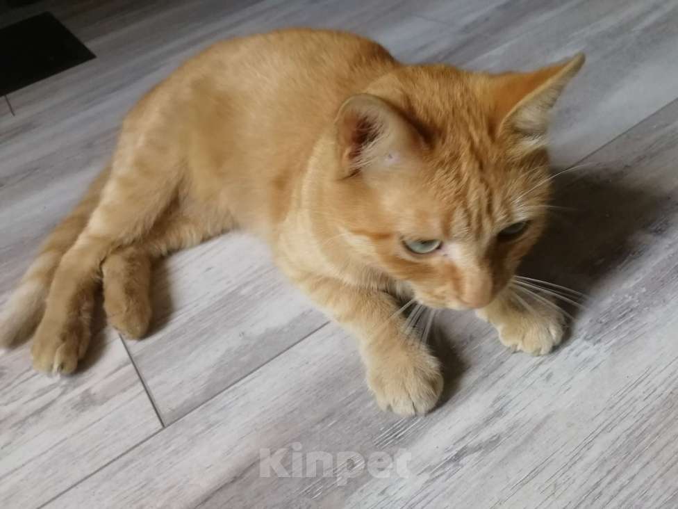 Кошки в Симферополе: добрый, общительный, рыжий кот 1,5 года, с переноской, паспортом и лотком , в добрые руки  Мальчик, Бесплатно - фото 3