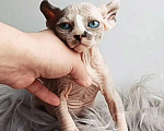 Кошки в Нефтекамске: канадский сфинкс эльф Девочка, 45 000 руб. - фото 2