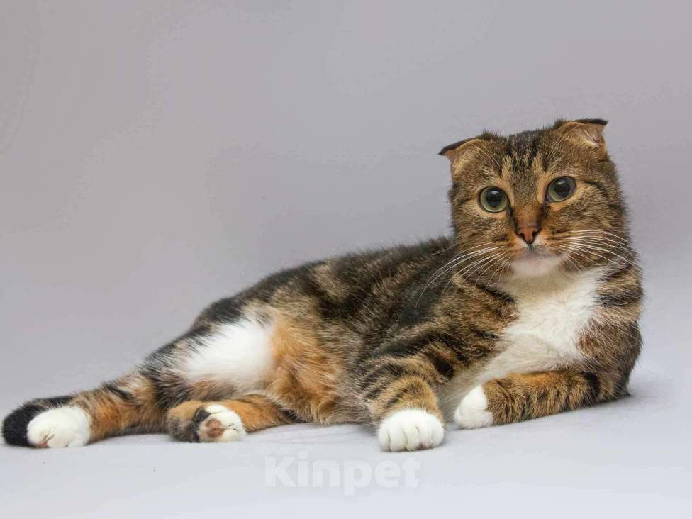 Кошки в Москве: Очаровательная вислоухая кошечка Жужу Девочка, Бесплатно - фото 1