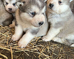 Собаки в Междуреченске: Продам щенков аляскинского маламута без документов Мальчик, 3 000 руб. - фото 4