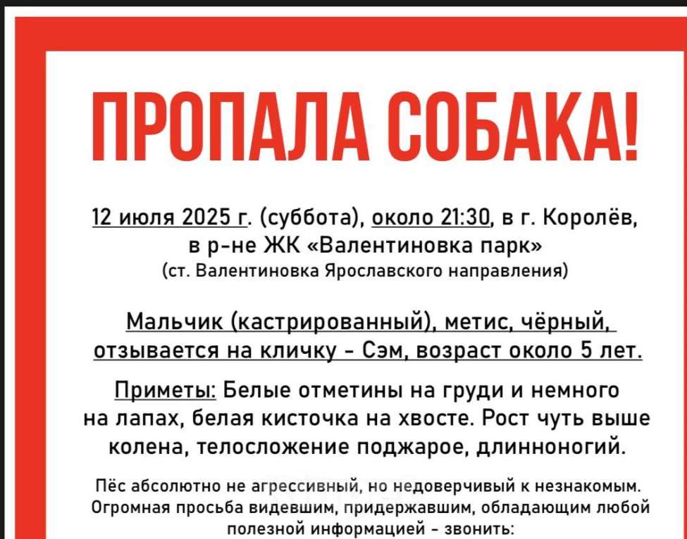 Собаки в Королеве: ‼️ПРОПАЛА СОБАКА‼️ Мальчик, 1 000 руб. - фото 4