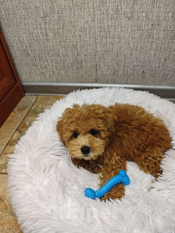 Собаки в Москве: Мальтипу мальчик Тедди  Мальчик, 99 999 руб. - фото 4