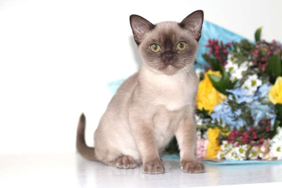 Кошки в Москве: Бурма - котята из питомника Девочка, 90 000 руб. - фото 2