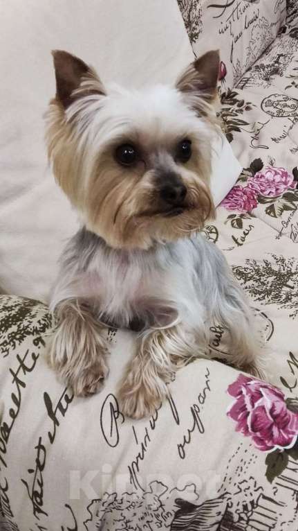 Собаки в Ростове-на-Дону: Йоркширский терьер  Мальчик, 35 000 руб. - фото 4