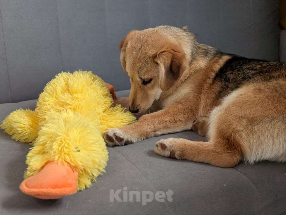 Собаки в Жуковском: Раф - щенок девочка из отлова Девочка, Бесплатно - фото 9