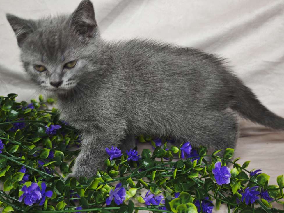 Кошки в Уфе: Манчкин( длинные лапки ) Девочка, 20 000 руб. - фото 2