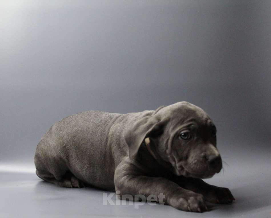 Собаки в Москве: Щенки Кане-корсо Девочка, 35 000 руб. - фото 3