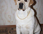 Собаки в Петрозаводске: Кобель лабрадора для вязки Мальчик, 5 000 руб. - фото 2