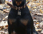 Собаки в Лыткарино: Вязка, 34 руб. - фото 1