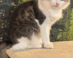 Кошки в Санкт-Петербурге: Котик Тиша Мальчик, Бесплатно - фото 2