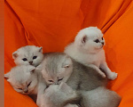 Кошки в Серпухове: Британские котята Мальчик, 25 000 руб. - фото 2