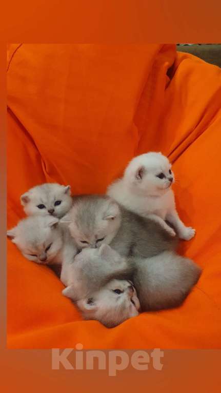 Кошки в Серпухове: Британские котята Мальчик, 25 000 руб. - фото 2