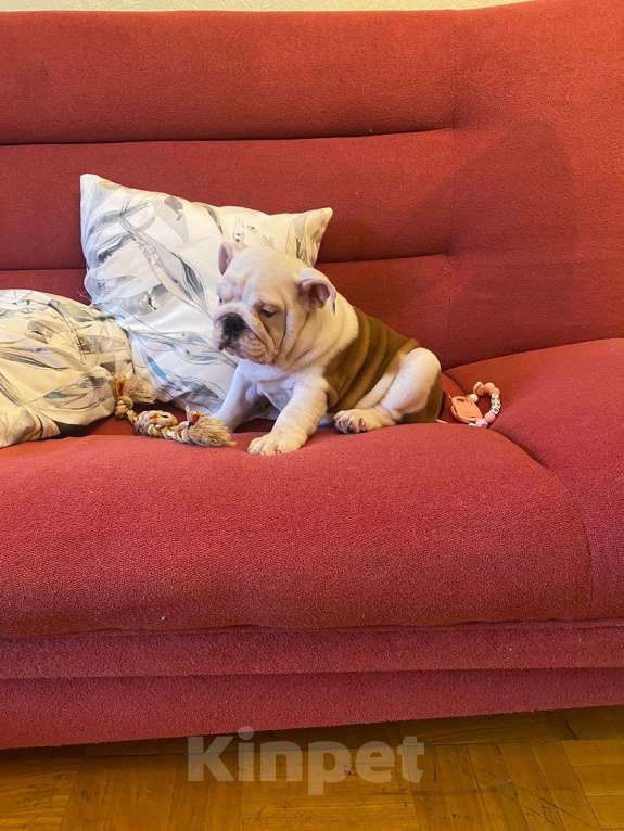 Собаки в Москве: Английский бульдог девочка Девочка, Бесплатно - фото 2