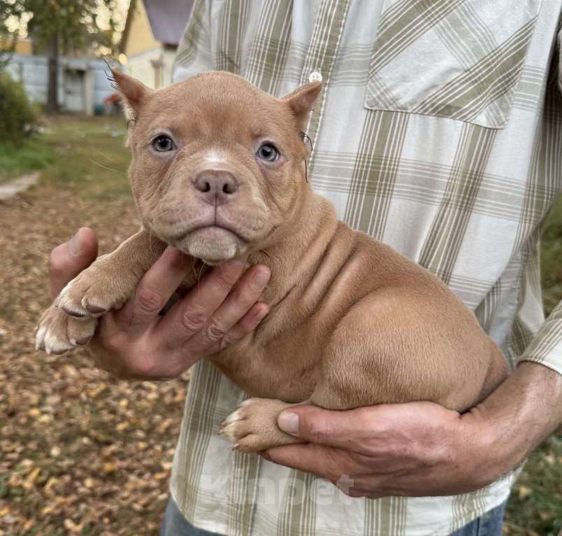 Собаки в Жуковском: Американский булли щенки покет Девочка, 90 000 руб. - фото 5