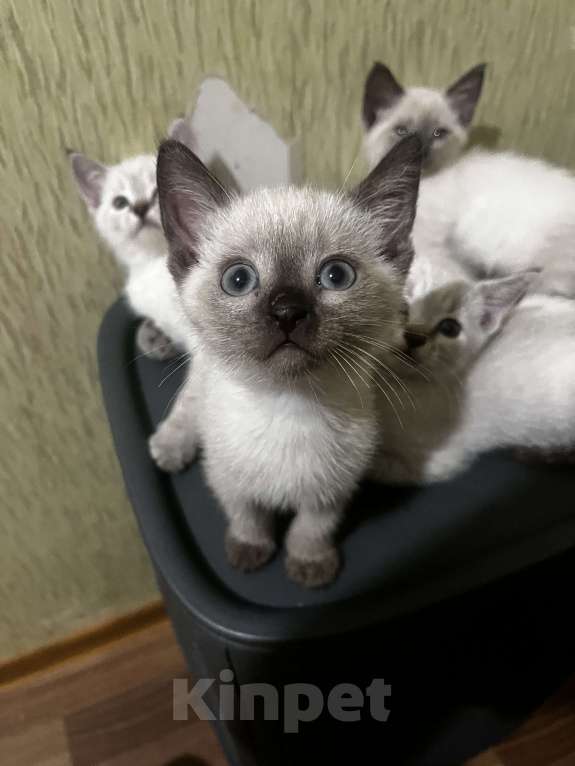 Кошки в других городах Воронежской области: Котята Девочка, Бесплатно - фото 6