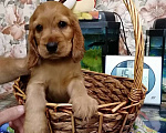 Собаки в Тобольске: Английский кокер спаниель Девочка, 10 000 руб. - фото 1