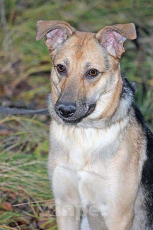 Собаки в Москве: Собака год прожила взаперти Девочка, Бесплатно - фото 5