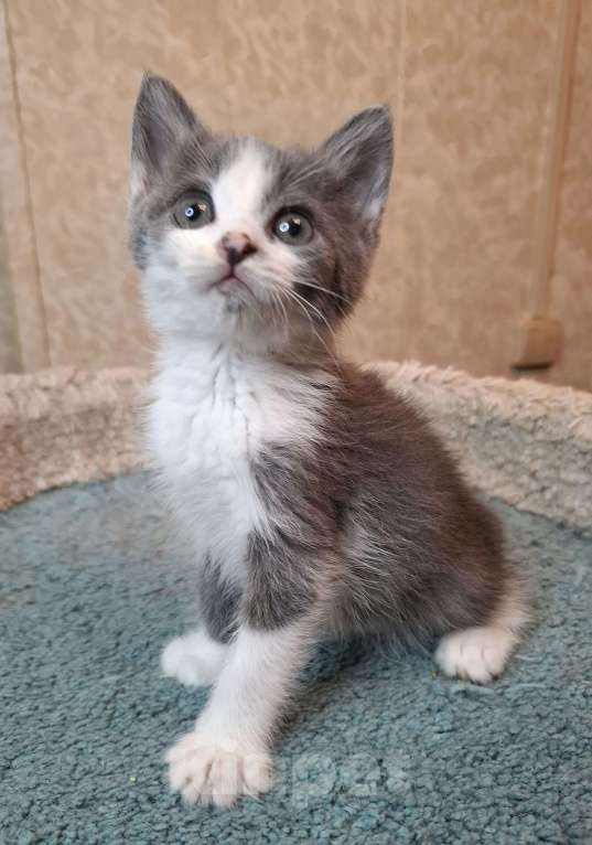 Кошки в Москве: Бело-голубой котенок в добрые руки  Мальчик, Бесплатно - фото 2