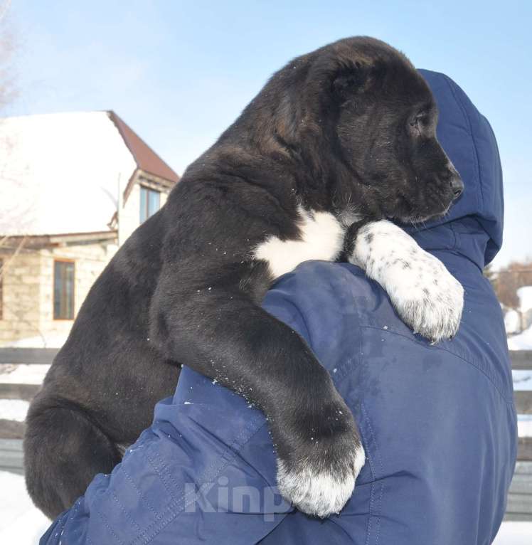 Собаки в Новосибирске: Щенки алабая (среднеазиатской овчарки) Мальчик, Бесплатно - фото 2