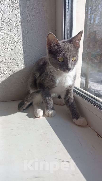 Кошки в других городах Московской области: Котенок в добрые руки Мальчик, Бесплатно - фото 2