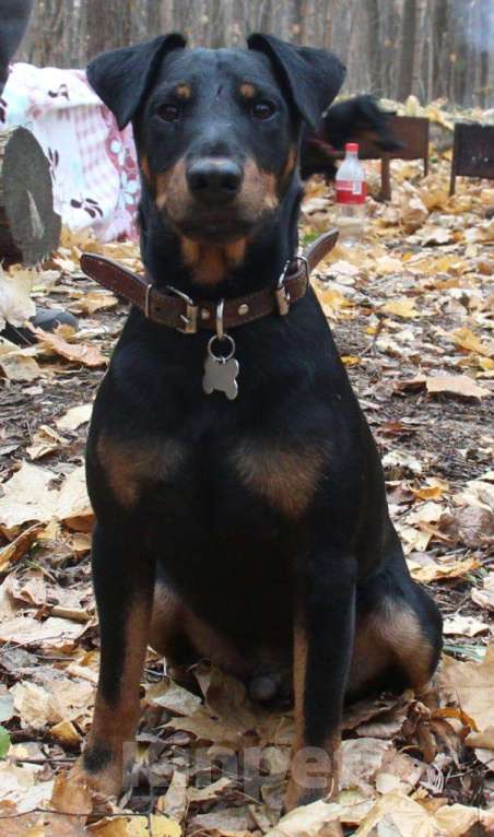 Собаки в Лыткарино: Вязка, 34 руб. - фото 1