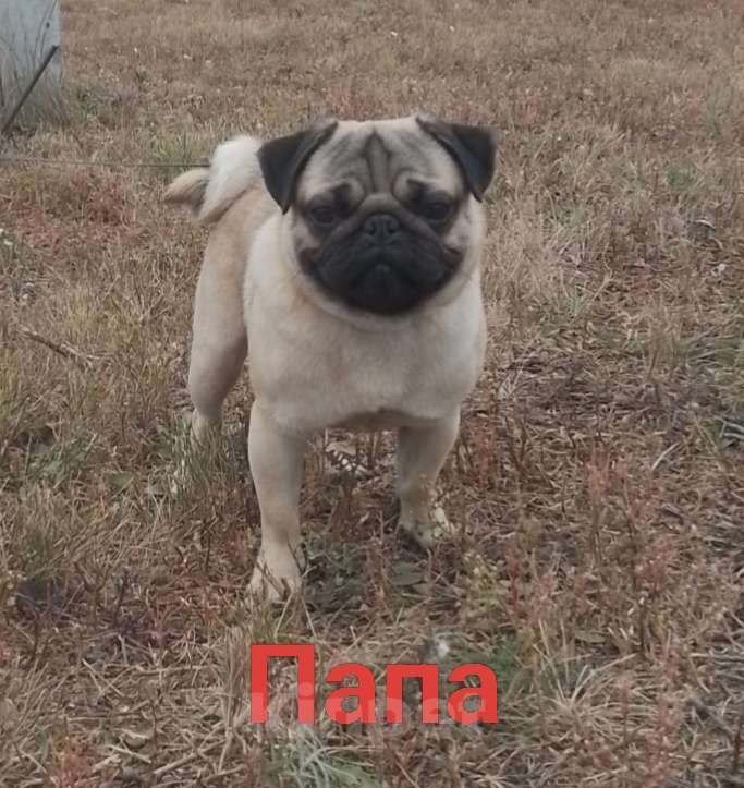 Собаки в Оренбурге: Девочка Девочка, 25 000 руб. - фото 1