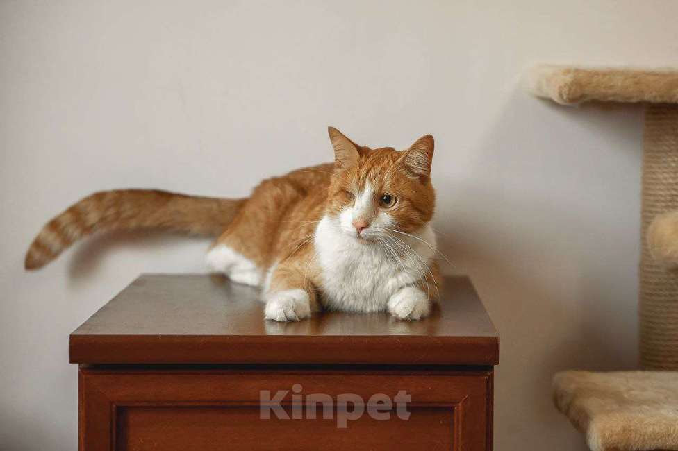 Кошки в Краснознаменске: Тёма ждёт именно Вас💫 Мальчик, 100 руб. - фото 3