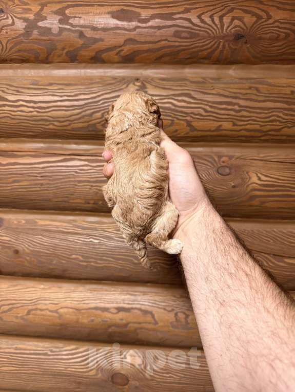 Собаки в Краснодаре: Той пудель щенок Девочка, 65 000 руб. - фото 3