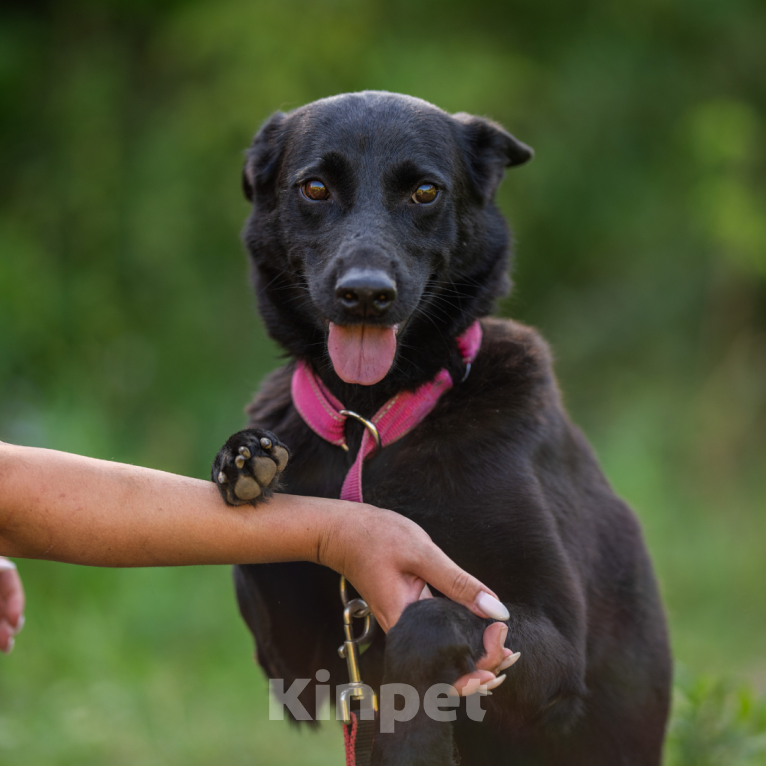 Собаки в Москве: Буся Девочка, Бесплатно - фото 4