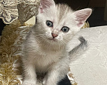 Кошки в Каспийске: Котята в добрые руки Девочка, Бесплатно - фото 1