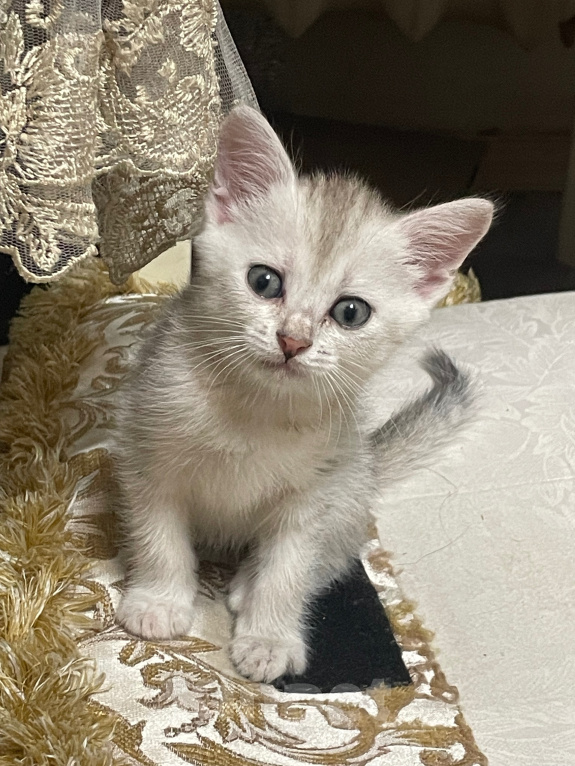 Кошки в Каспийске: Котята в добрые руки Девочка, Бесплатно - фото 1