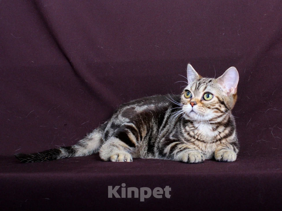 Кошки в Москве: Американский короткошерстный котёнок Мальчик, 70 000 руб. - фото 2