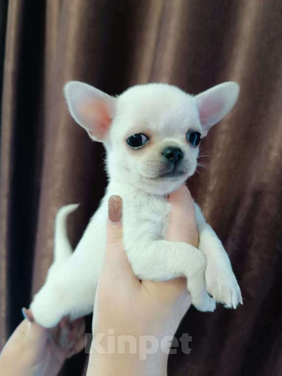 Собаки в Пензе: Чихуахуа мальчик Мальчик, 40 000 руб. - фото 4