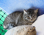 Кошки в Москве: Миледи  - британская кошечка серебристого окраса в дар Девочка, Бесплатно - фото 5