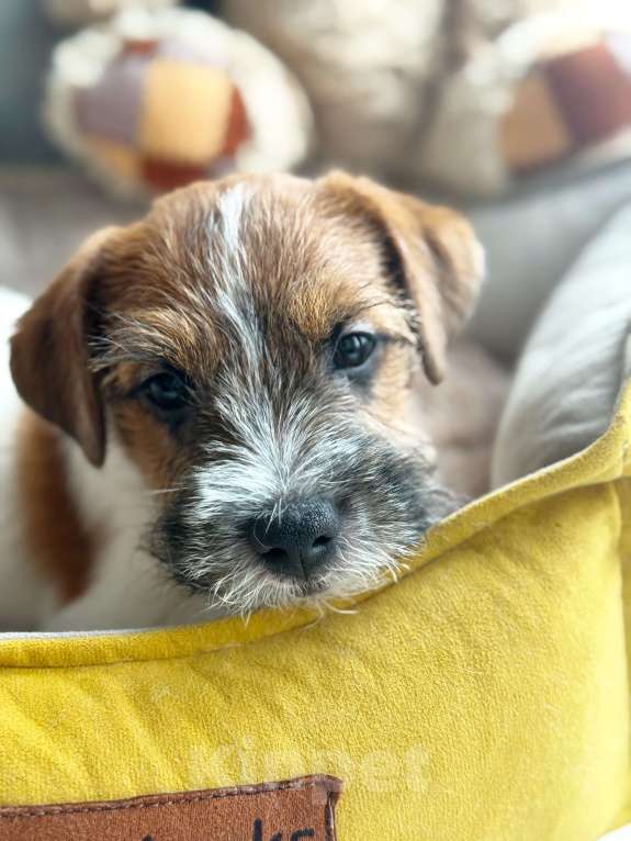 Собаки в Санкт-Петербурге: Кобель Джек Рассел терьера  Мальчик, 80 000 руб. - фото 6