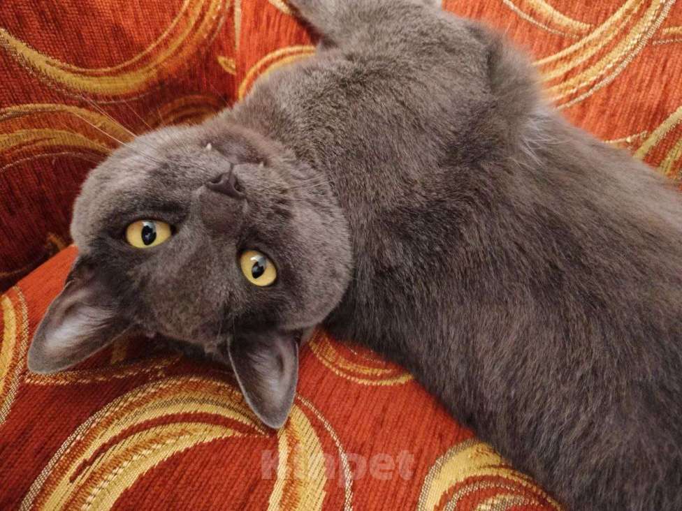 Кошки в Чите: потерялся кот Барсик Мальчик, Бесплатно - фото 2