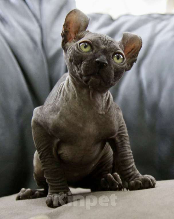 Кошки в Москве: Канадский сфинкс эльф Девочка, 30 000 руб. - фото 2