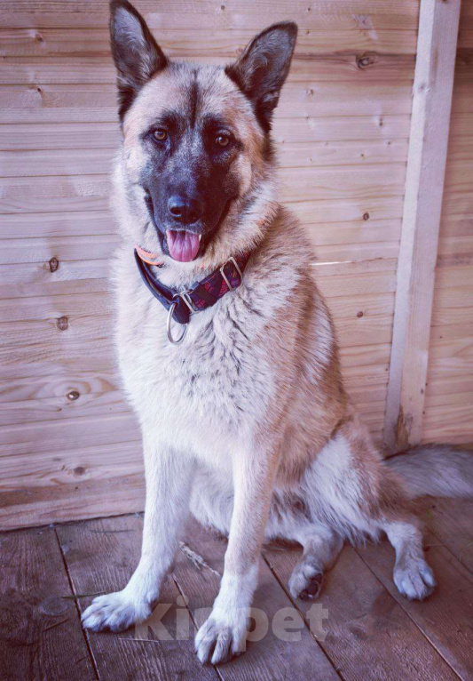 Собаки в Москве: Алиса ищет дом Девочка, Бесплатно - фото 3