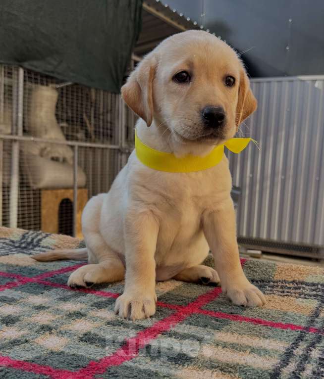 Собаки в Краснодаре: Щенок лабрадора палевый  Девочка, 25 000 руб. - фото 2