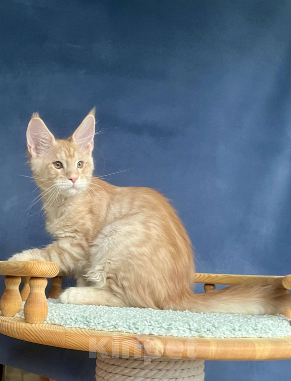 Кошки в Санкт-Петербурге: Мальчик Джемесон  Мальчик, 70 000 руб. - фото 7