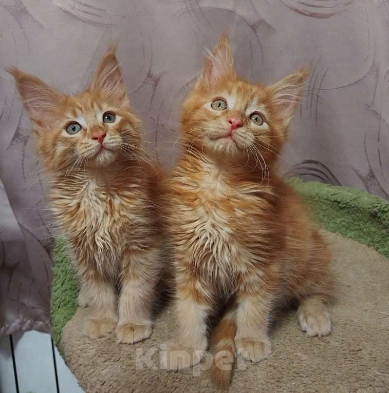 Кошки в Москве: Котик Мальчик, 35 000 руб. - фото 6