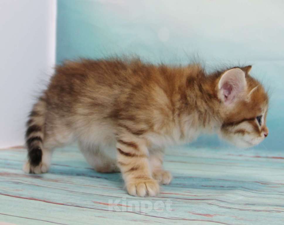 Кошки в Екатеринбурге: Мальчик Энгельс Мальчик, 45 000 руб. - фото 2