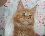 Кошки в Москве: Котята Мейн кун Мальчик, 45 000 руб. - фото 1