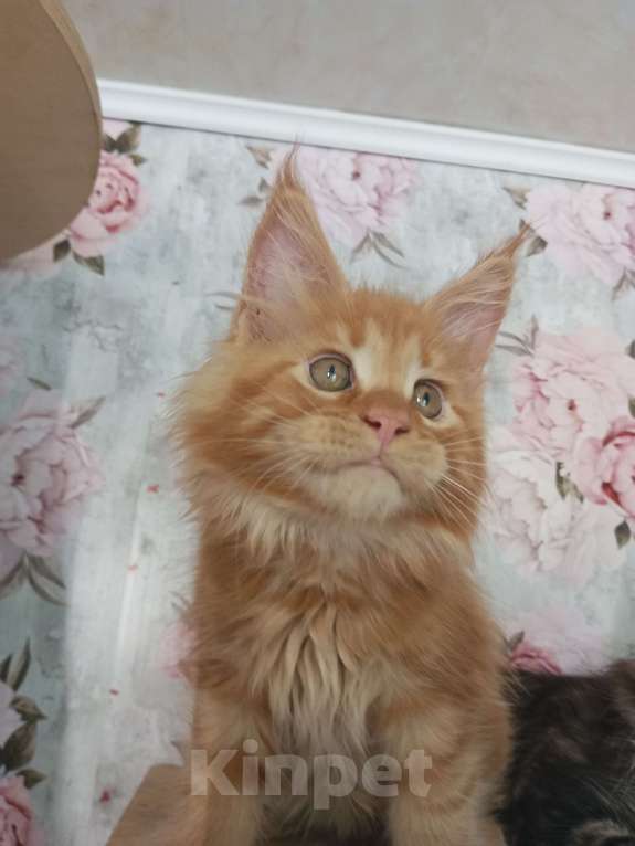 Кошки в Москве: Котята Мейн кун Мальчик, 45 000 руб. - фото 1