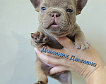 Собаки в Тюмени: Французский бульдог изабелла и голубые Разнополые, 80 000 руб. - фото 1